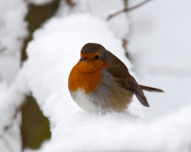 Download Keeping Warm in Winter is for the Birds | Smithsonian Insider