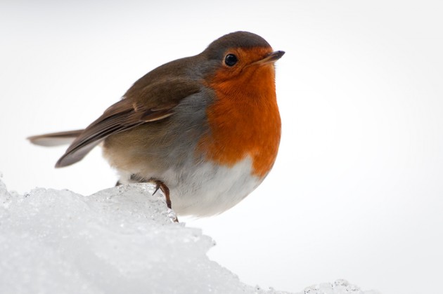 Small birds like this European robin puff up their feathers in order to trap more air in them, which is then warmed by their body heat and keeps the bird toasty on a cold winter morning. (Flickr photo by Theirry Marysael)