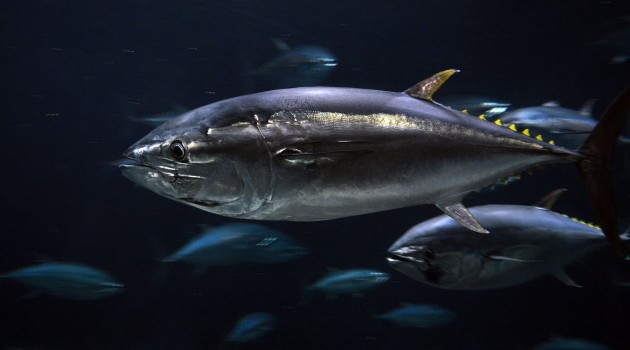 Pacific bluefin tuna (Flickr photo by Yasuki Ichishima)