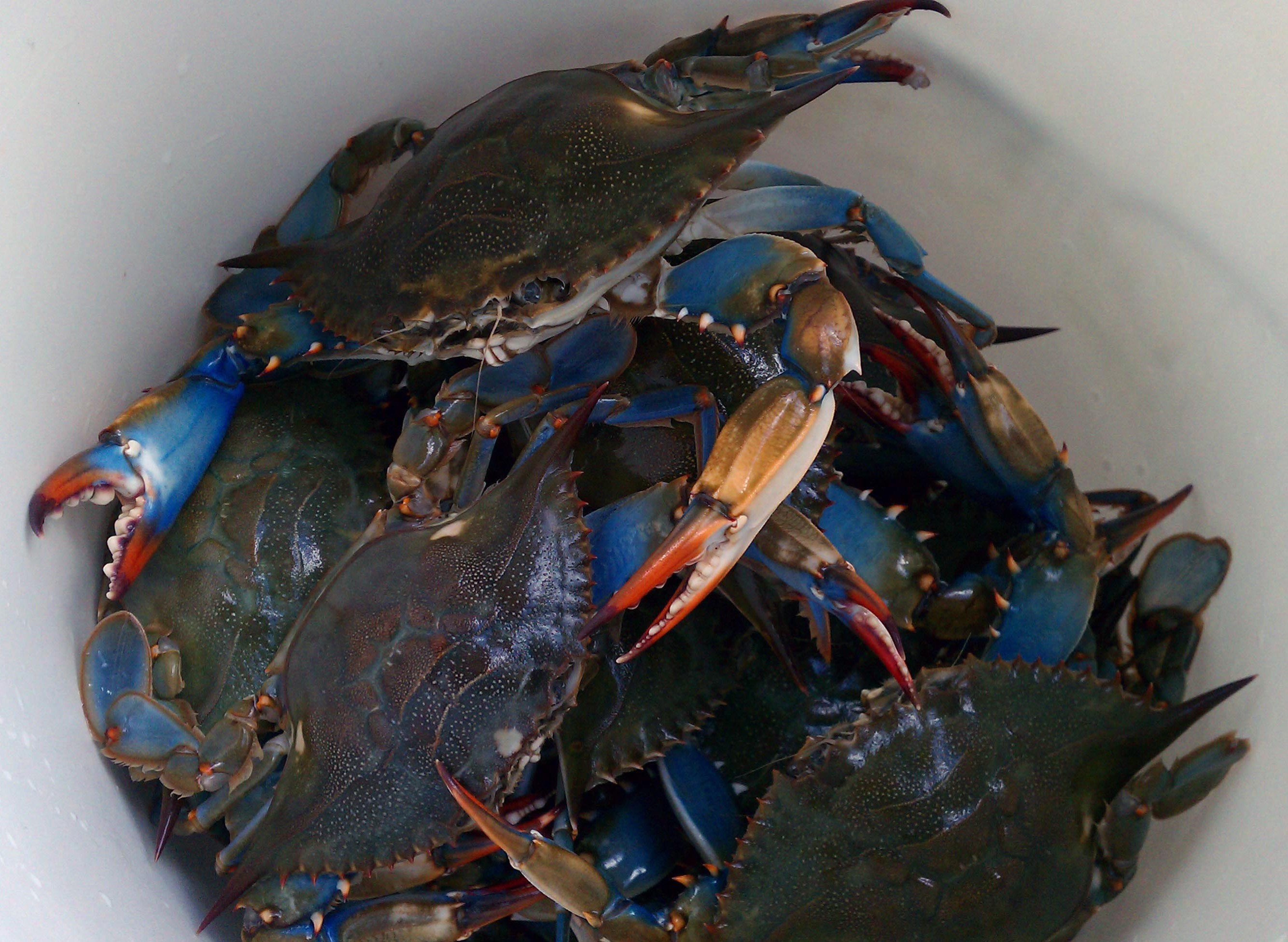 blue crab vs red crab