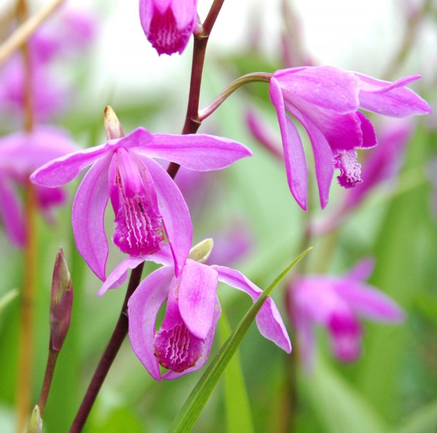 The orchid "Bletilla striata" is widely used in traditional Chinese medicine. (Flickr photo by Autan)