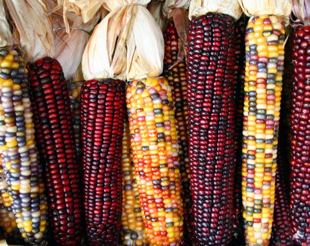 ancient maize plant