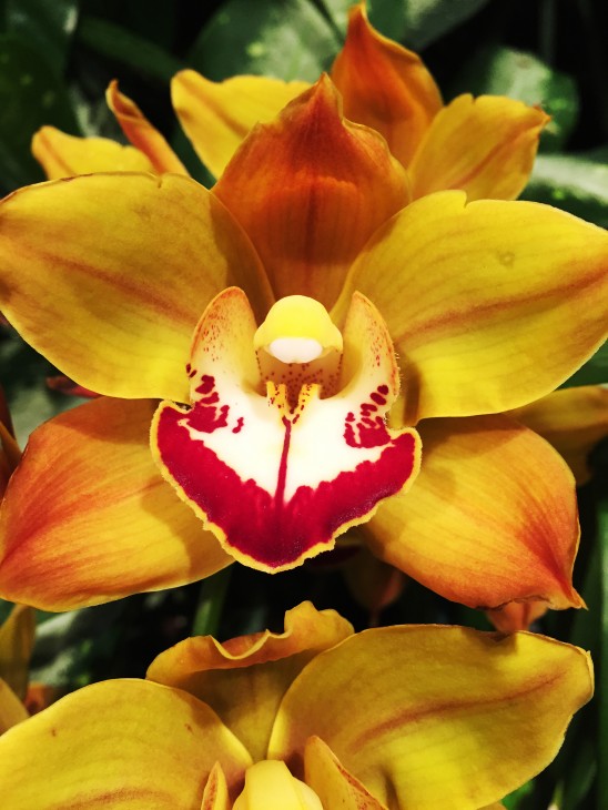 The orchid "Cymbidium Mighty Tracey Moon Walk" from the Smithsonian exhibit "Orchids: Interlocking Science and Beauty." (Photo by Michelle Z. Donahue)