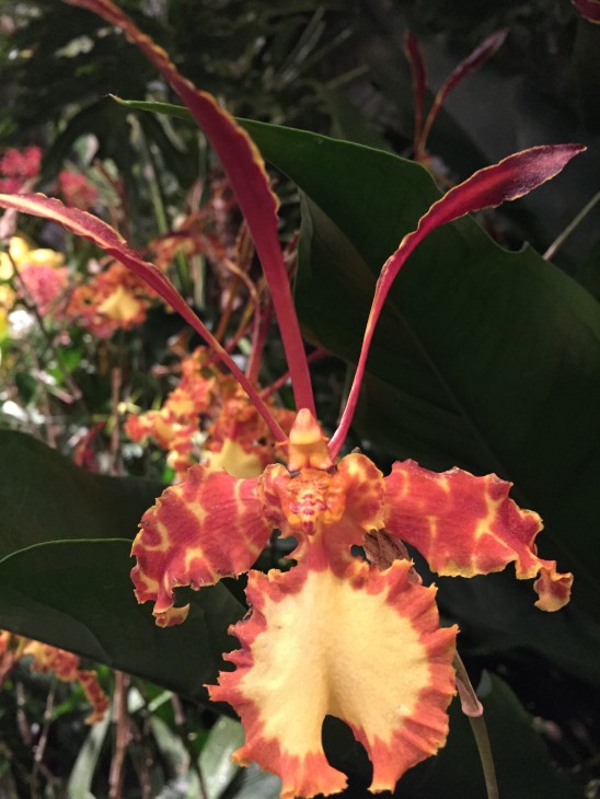 The butterfly mimicing flower of the orchid "Psychopsis Mariposa Mountain" in the Smithsonian exhibit "Orchids: Interlocking Science and Beauty." (Photo by Michelle Z. Donahue)