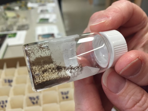The dust-like seeds of the showy orchid "Galearis spectabilis" from the collections of the Smithsonian Environmental Research Center. (Photo by Michelle Z. Donahue)