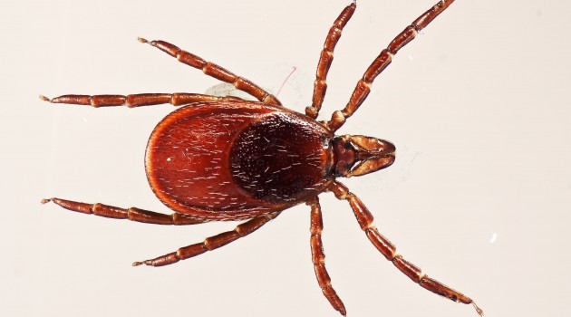 A female "Ixodes scapularis" also called deer tick or blacklegged tick, as seen from above.