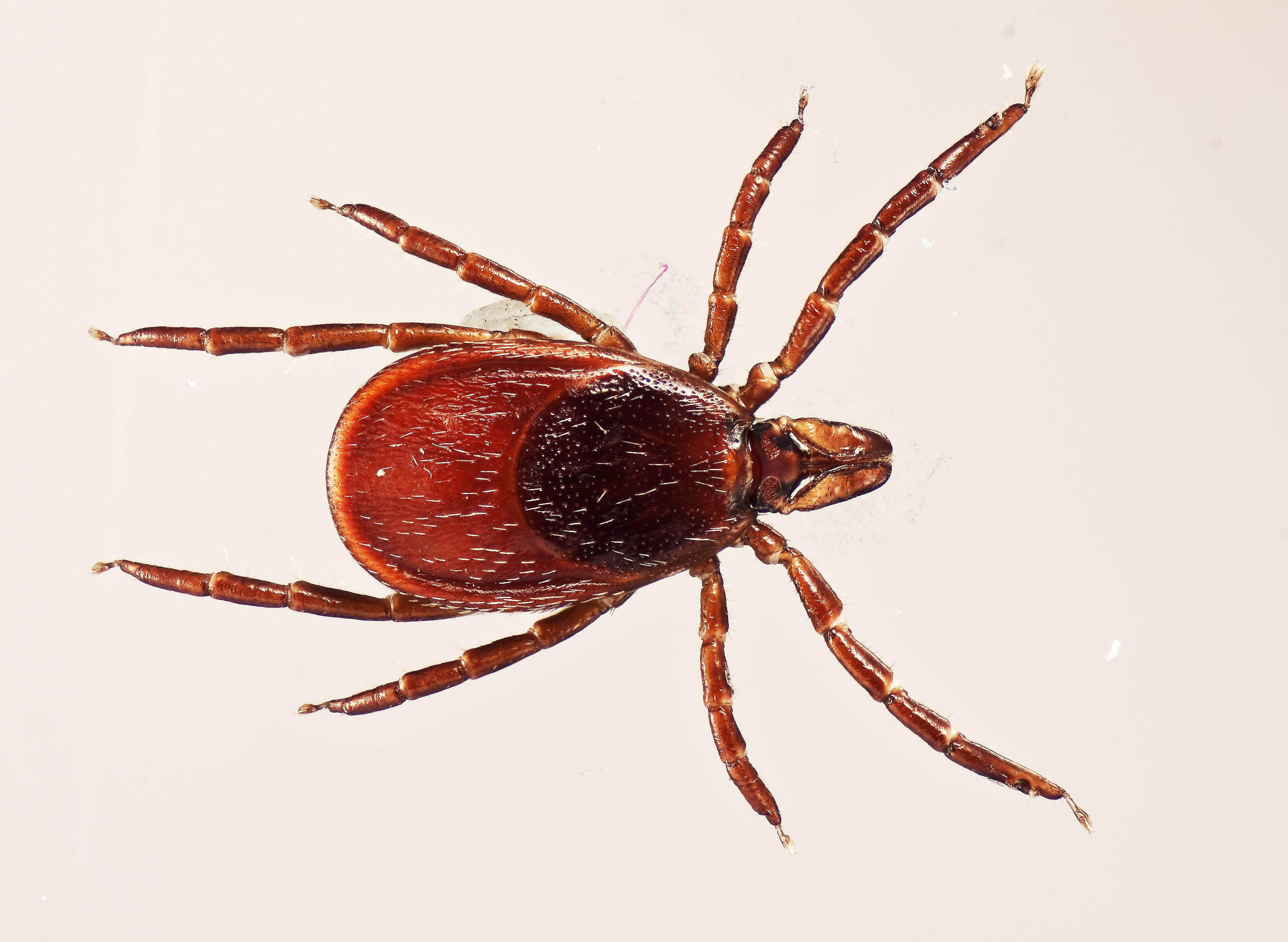 southern tick identification