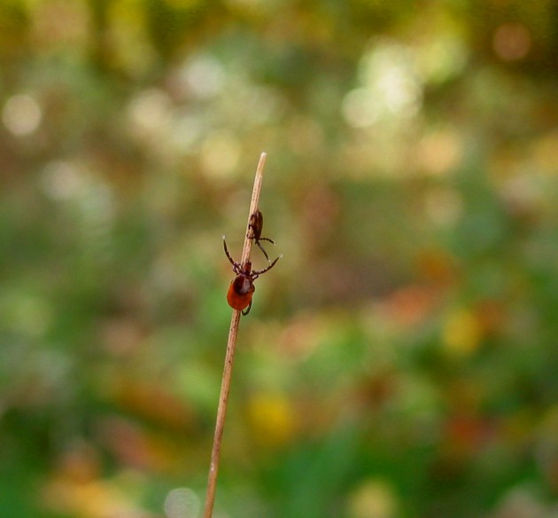 Deer ticks in a questing pose on a stem, waiting patiently for a warm host to walk by.