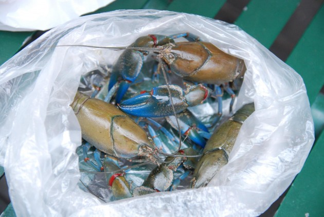 Live yabbies (Australian for crayfish) for sale at Yanni's Seafood and Oyster Spot, Queen Victoria Market, Melbourne, Australia (Flickr photo by Alpha)