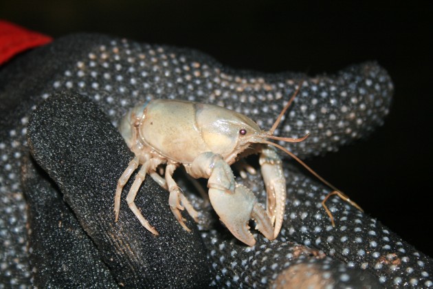 A cave adapted crayfish found in winter in a Missouri cave. (Photo by Ann Froschauer/USFWS)