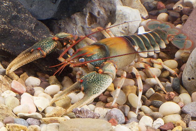 The Chattooga River crayfish is known from about 20 locations in the Chattooga River system in northwestern Georgia and northeastern Alabama. The small range of this species and poor land use practices within that range are potential threats to the Chattooga River crayfish. (Caption info: Georgia College.Flickr photo by Guenter Schuster, Eastern Kentucky University)