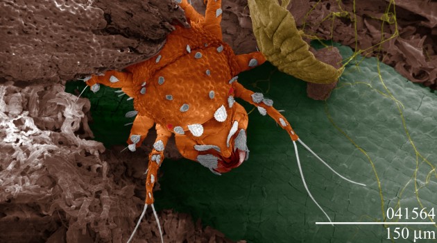 An ambush predator, a mite from the family Cheyletidae lurks on a leaftop waiting for a tasty victim to pass by. (Photo courtesy Electron & Confocal Microscopy Unit USDA-ARS)