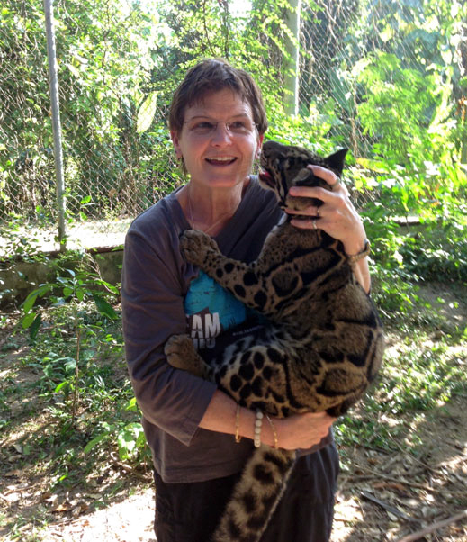 Janine Brown holding a clouded leopard cub. Human interaction is an important part of young clouded leopards’ socialization that helps them remain calm around humans their whole lives, which improves their health, welfare, and ability to reproduce successfully in captvity.