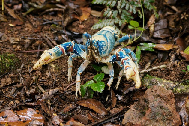 A Lamington Blue crayfish from the  Binna-Burra section of Lamington National Park in Queensland, Australia. (Flickr photo by Tatters)