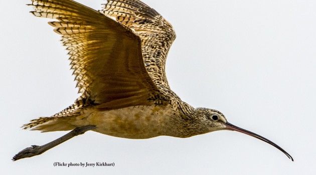 Studying migratory connectivity of shorebirds on the Texas coast