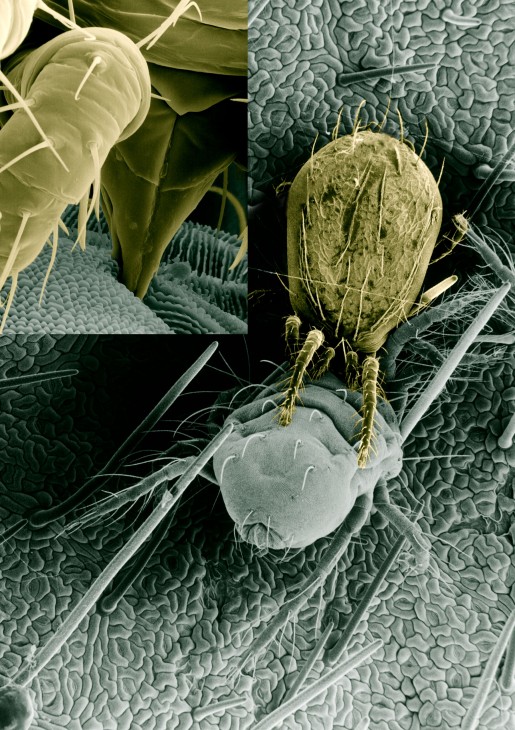 mite mouthparts