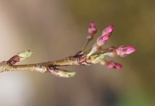 cherry blossom