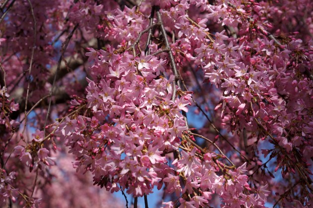 No one can exactly predict when the blossoming cherry trees will reach their peak, since it is all driven by the weather. (Photo by John Gibbons)