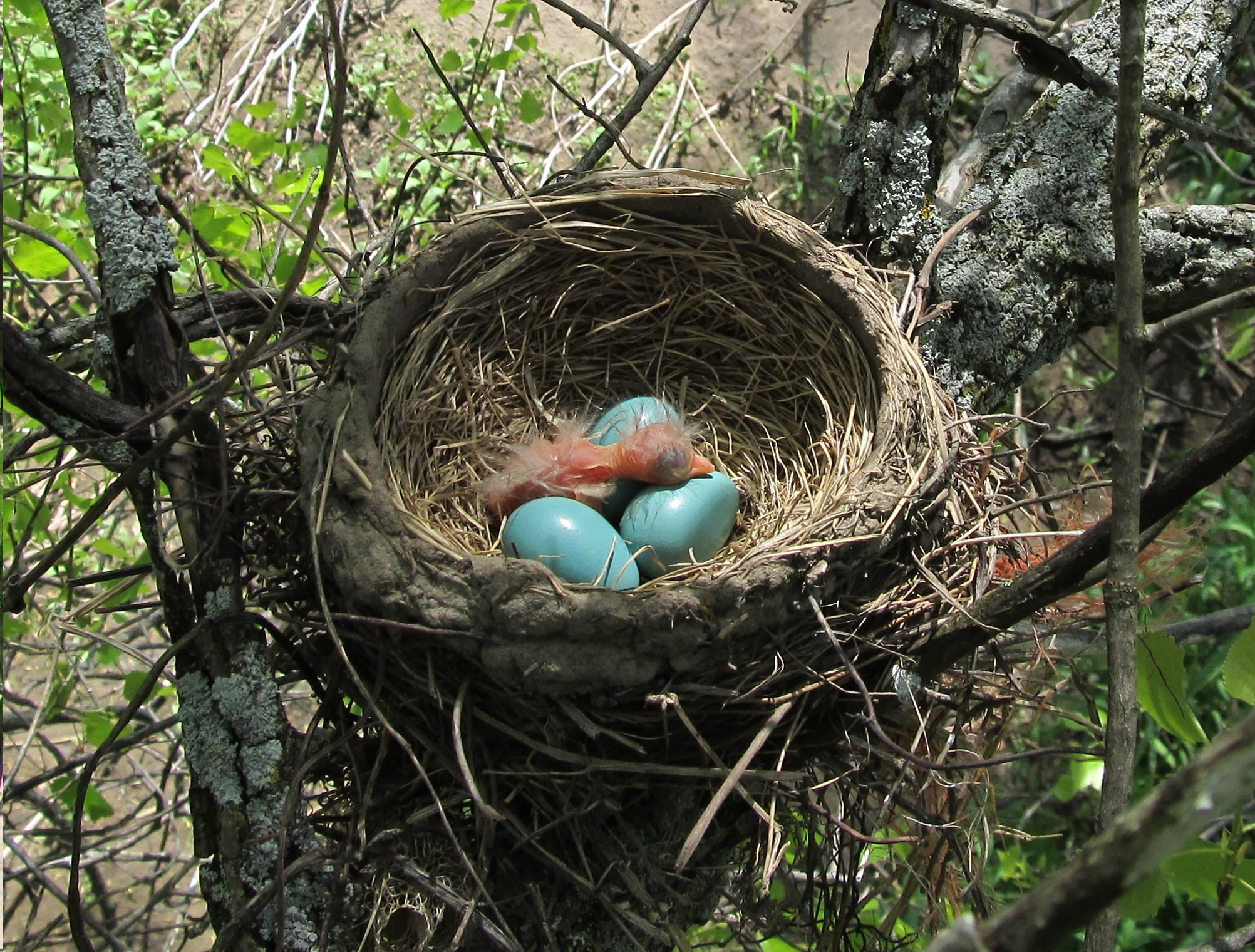 Smithsonian Insider – Bird nests: Variety is Key for the world's