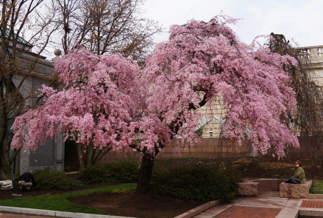 Weeping cherry tree in the Smithsonian's Enid Haupt Garden, Washington, D.C.  (Photo by John Gibbons)