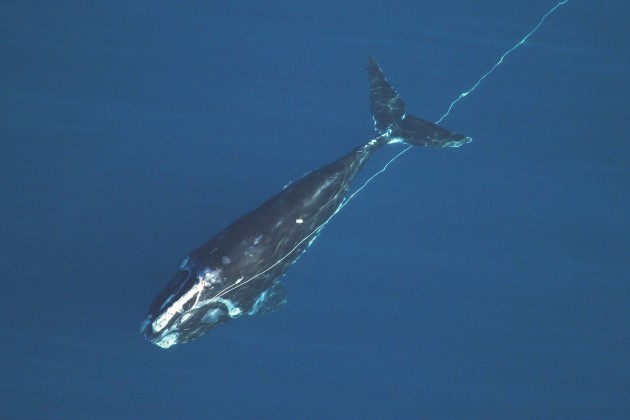 This four-year-old male right whale entangled in heavy fishing rope was spotted in February 16 2014, 40 miles east of Jacksonville, FL. Florida Fish and Wildlife biologists removed a large portion of the fishing rope and attached a satellite tracking buoy to the remaining rope so the whale could be relocated for further disentanglement the next day. (Florida Fish and Wildlife Conservation Commission image, taken under NOAA research permit #15488)