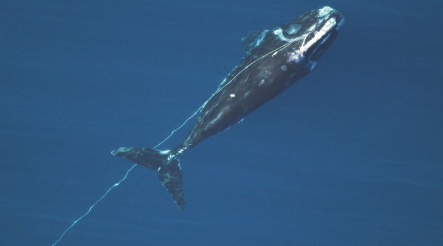 New study may help free whales from fishing rope entanglement