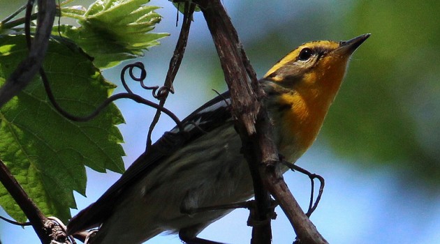 Video: Protecting songbirds by Better Understanding their Migratory connectivity