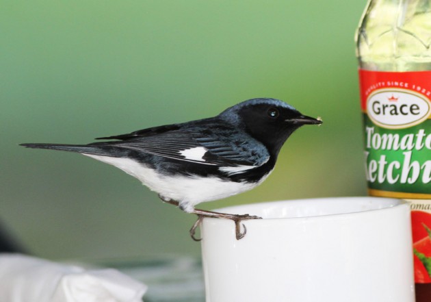 Black-throated Blue Warbler (Setophaga caerulescens) feeding on granulated unrefined sugar. Grains of sugar are adhering to the tip of the warbler’s bill (Photograph by Gary R. Graves).