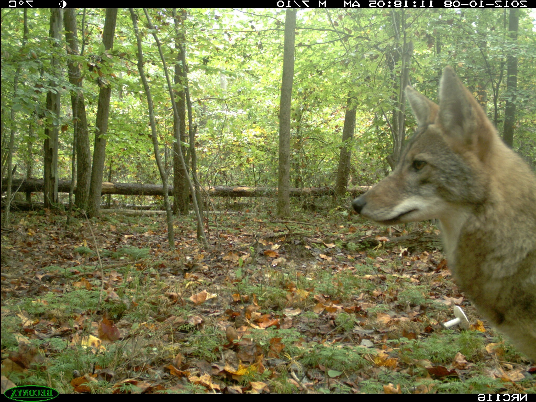 Cats Don’t Roam in Places Coyotes Call Home | Smithsonian Insider