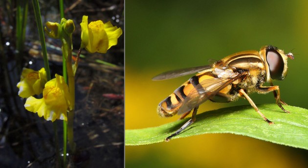 The Common Bladderwort has underwater bladders with small openings sealed by a hinged door with trigger hairs. When aquatic invertebrates touch the hairs, the door releases a suction pulling the invertebrate into the bladder, where enzymes digest the victim. (Photo by Noah Elhardt via Wikimedia Commons) Its pollinator is the hoverfly. (Photo by Mdf via Wikimedia Commons)