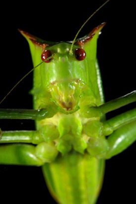 Male katydids, such as this Steirodon careovirgulatum, attract females with mating calls, which unfortunately also cue predator bats to their whereabouts. (Image by Christian Ziegler)