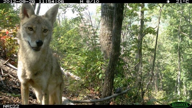 A coyote investigates a camera trap set up in a wooded area. A two-year study looking at occurrences of cats and coyotes in protected areas, urban forests and suburban habitats showed that where coyotes are common, cats are not. 
