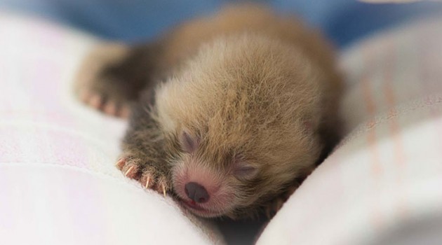 Red Panda Cubs Born at Conservation Biology Institute