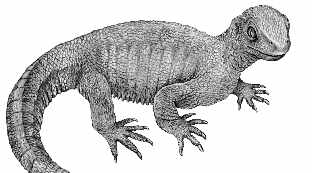 Pappochelys could grow up to 8 inches in length, had a long tail and used its tiny, peg-like teeth to feed on small insects and worms in what is now southern Germany. In June 2015, an international team of researchers from the United States and Germany discovered this new extinct species of reptile and identified a key missing link in the evolutionary history of turtles.