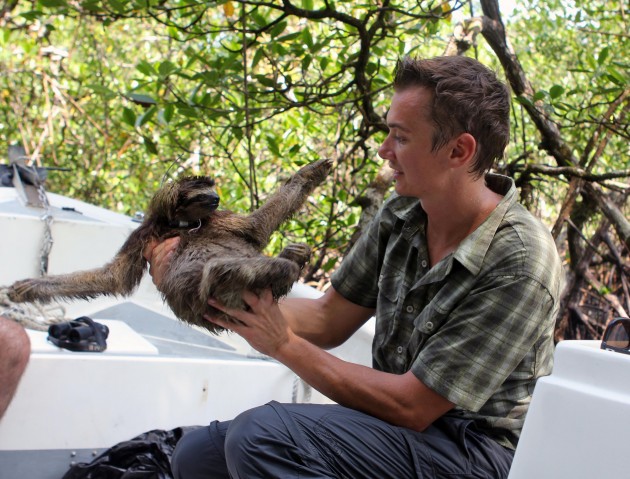 Bryson Voirin, former fellow at the Smithsonian Tropical Research Institute in Panama, placed radio collars on 10 sloths on the island of Escudo de Veraguas and tracked their unhurried movements. (Photo by Matthew Manupella) 