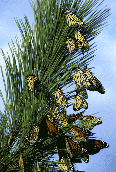 Monarch butterflies during migration  (Photo: Gene Neiminen / USFWS) 