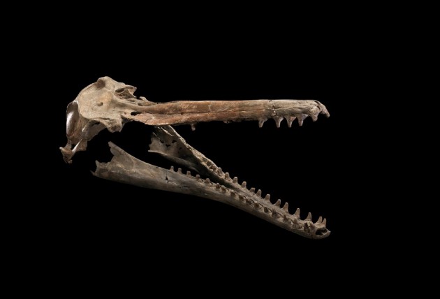 The skull and jaws of "Isthminia panamensis," a new fossil dolphin from Panama. The specimen is housed at the Smithsonian’s National Museum of Natural History, but a painted 3D print can be viewed at the BioMuseo in Panama City, Panama. A 3D model can also be downloaded and printed from the Smithsonian X 3D website at https://3d.si.edu/browser (Credit: Nicholas D. Pyenson/NMNH Imaging/Smithsonian Institution) 