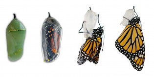 Monarch chrysalis