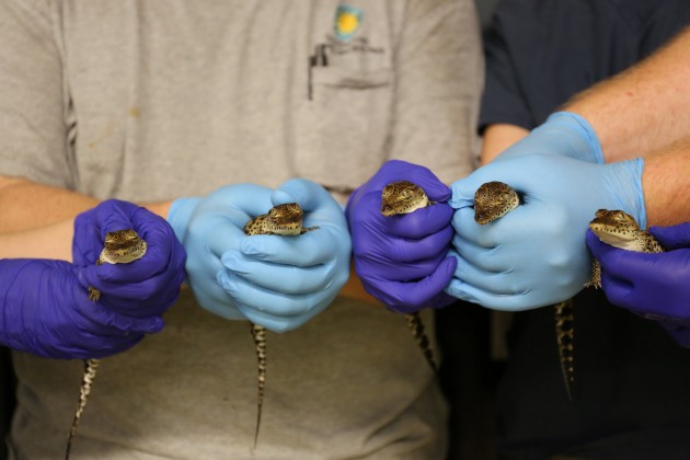 Five critically endangered Cuban crocodiles hatched at the National Zoo’s Reptile Discovery Center between July 29 and Aug. 7. (Photo by Amy Enchelmeyer)