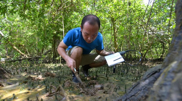 Former Smithsonian postdoctoral fellow Osamu Miura searches for marine horn snails (Cerithideopsis species) in Bique, Panama. The snails are restricted to estuaries, and are widely distributed along the Pacific and Atlantic coasts. Miura and colleagues collected snails in five countries across 27 degrees of latitude, from Central America up into the subtropical United States. (Photo by Sean Mattson, STRI)