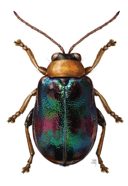 "Licyllus splendidus" is a beetle from the same genus as "Burumoseria yuae" and shares many of its physical features. (Illustration by Mary Metz)