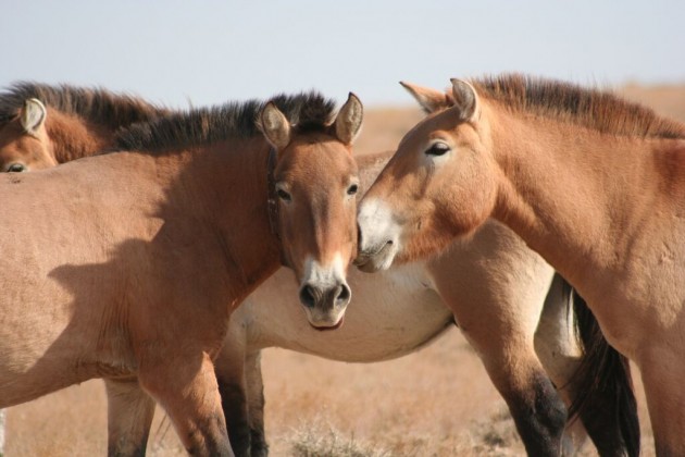 Reintroduced to areas of Mongolia and China in 2001 after being declared extinct in the wild decades earlier, researchers studied Przewalski’s horse interactions with the more abundant khulan to better understand their ecology and habitat requirements. (Photo by Suzan Murray)