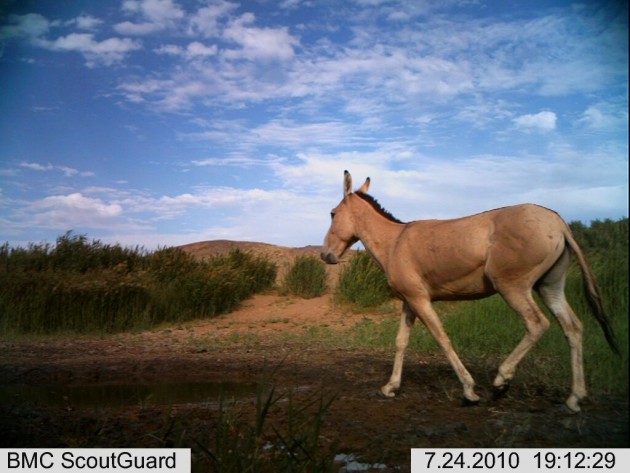 Reintroduced to areas of Mongolia and China in 2001 after being declared extinct in the wild decades earlier, researchers studied Przewalski’s horse interactions with the more abundant khulan to better understand their ecology and habitat requirements. 