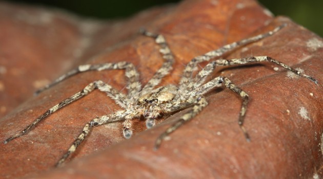 This spider from the genus Selenops is about two inches across and hunts in the tree canopy at night for its prey. (Photo by Stephen Yanoviak, Univ. of Kentucky)