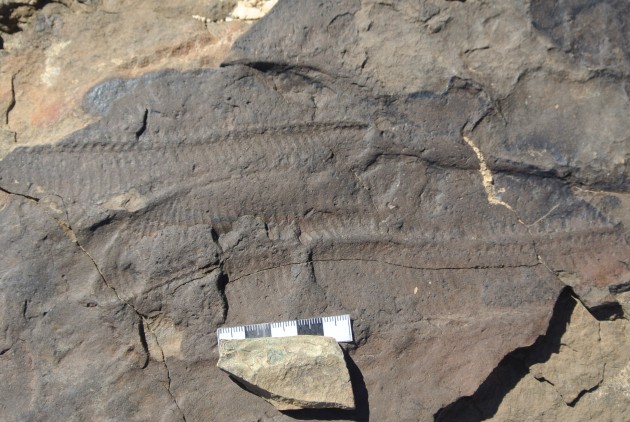 Many Ediacaran species resemble familiar modern plants, such as this fossil with a frond-like structure from Namibia. (Photo by Sarah Tweedt, Smithsonian Institution)