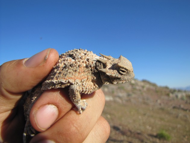 Smithsonian Insider – desert horned lizard by Bryant Olsen ...