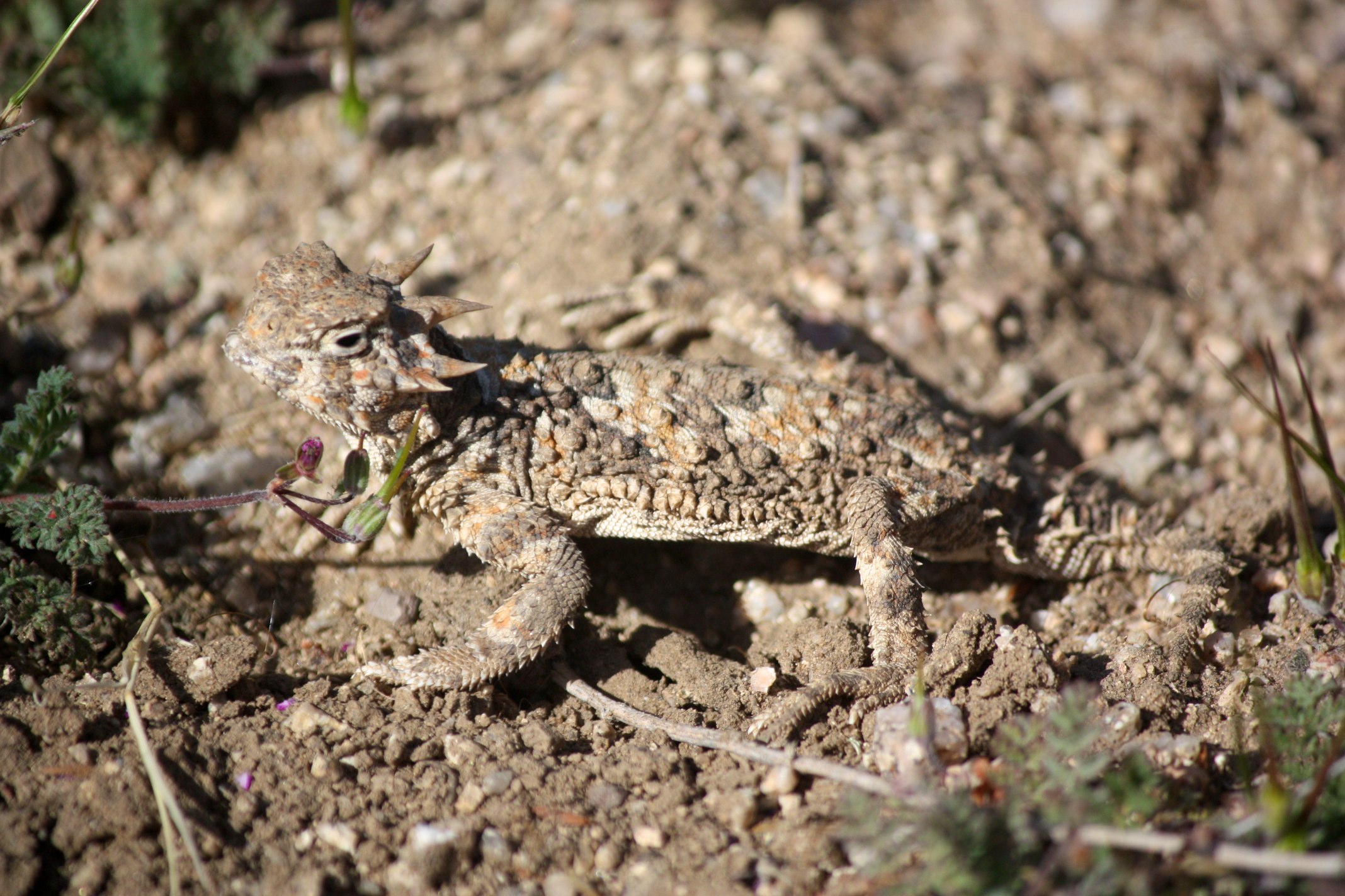 Smithsonian Insider – desert horned lizard by Laura Camp | Smithsonian ...