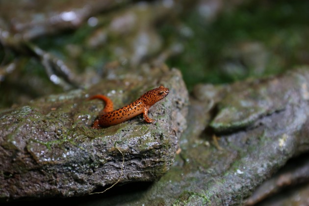 A red salamander in the new National Zoo exhibit. (Photo by Amy Enchelmeyer)
