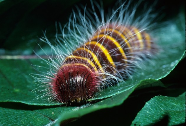 The bright stripes and bristles of this skipper butterfly caterpillar, Pyrrhopyge thericles warn predators that it packs a toxic punch, thanks to an exclusive diet of toxic plants of the genus Vismia. (Photo courtesy Raudsepp-Hearne, et al / Smithsonian Tropical research Institute)