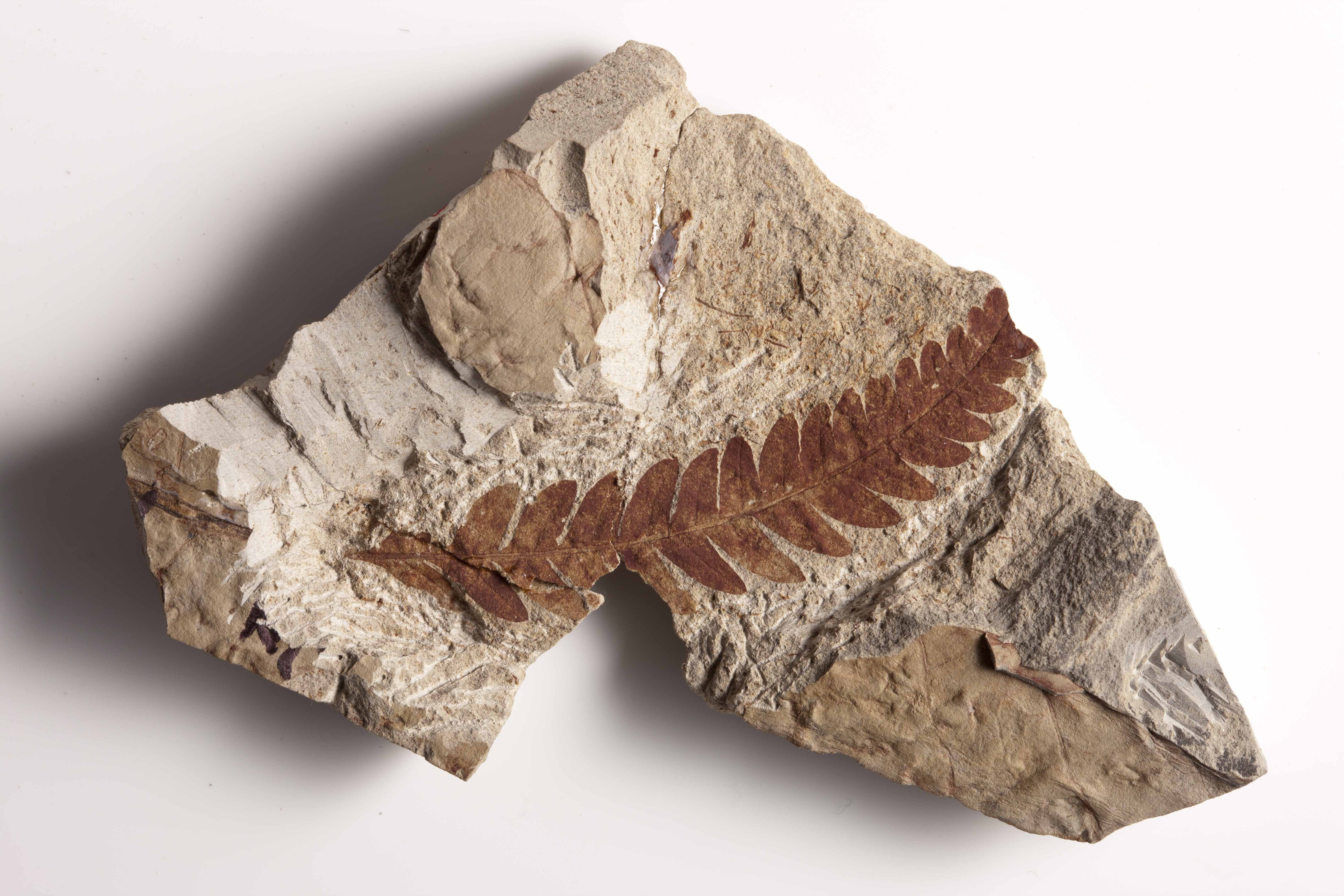 How Do Fossils Help Scientists Understand the History of Life